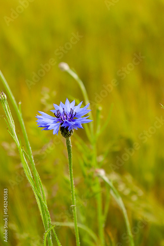 Cornflower flower, close-up shot in a field