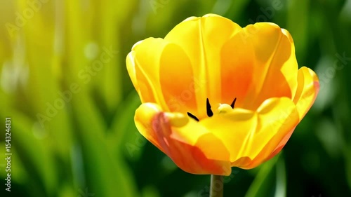 A yellow tulip flower in full bloom illuminated by sunlight against a blurred green background