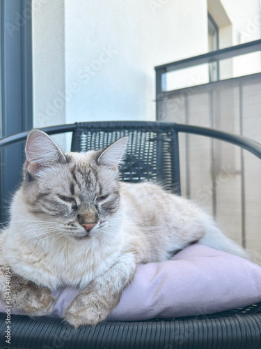 A white, fluffy kitten on a chair