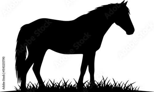 Horse on the meadow