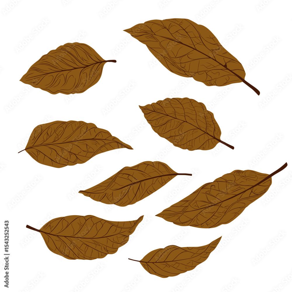 Obraz premium Set of Brown Autumn Leaves Illustration