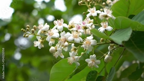 White flowers bloom amidst green leaves on a branch creating a natural vibrant scene