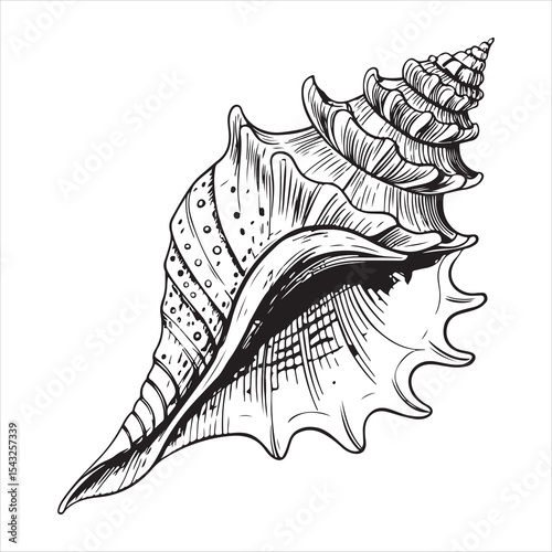 Conch Shells Vector