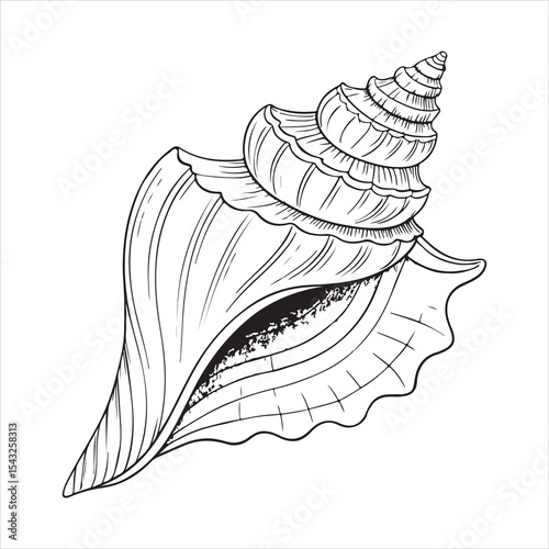 Conch Shells Vector