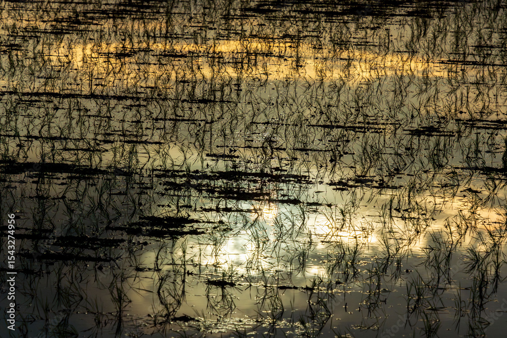 Obraz premium 6月の早朝 田んぼの水面に明け方の空が映る06