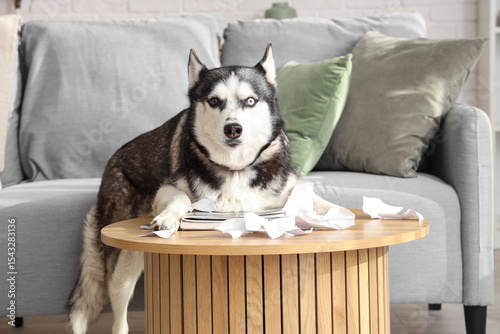 naughty Husky dog with torn...