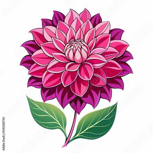 pink dahlia flower