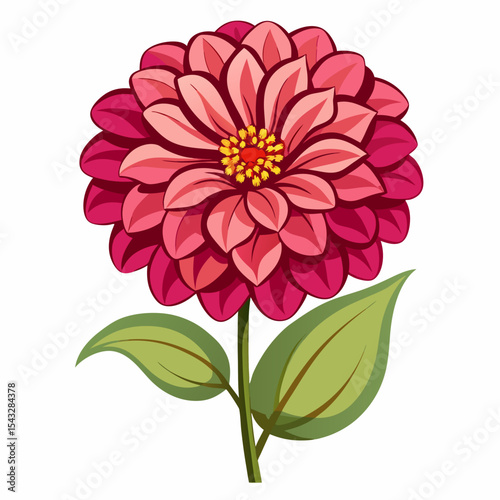 pink dahlia flower