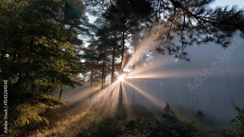 Sun rays through morning mist in the forest