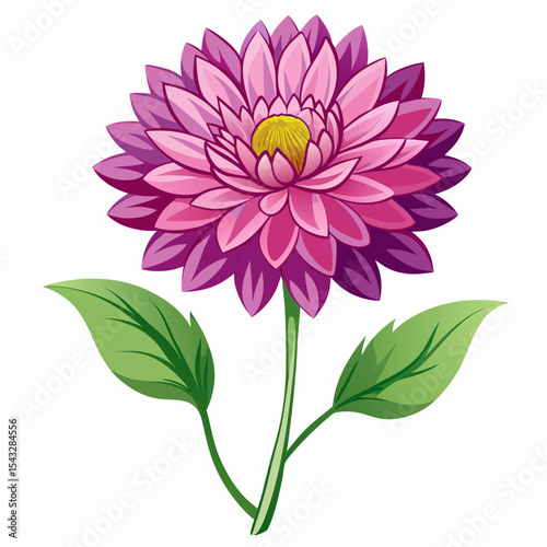 pink dahlia flower