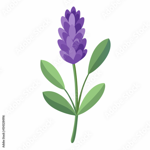 lilac flower isolated on white background