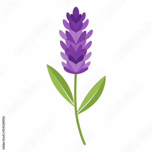 lilac flower isolated on white background
