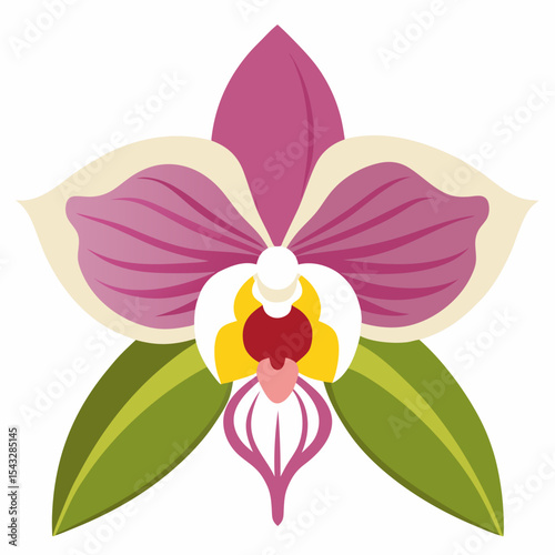 orchid isolated on white background