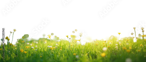 Sunlit Meadow with Lush Green Grass and Blooming Wildflowers in Soft Focus, Sunlight Gently Filtering Through