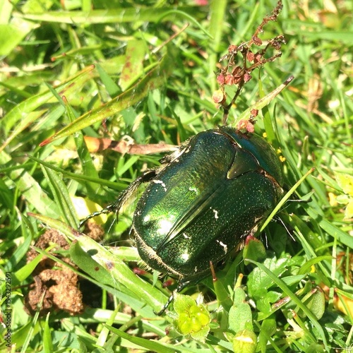 Rose chafer beetle, Cetonia aurata, UK
