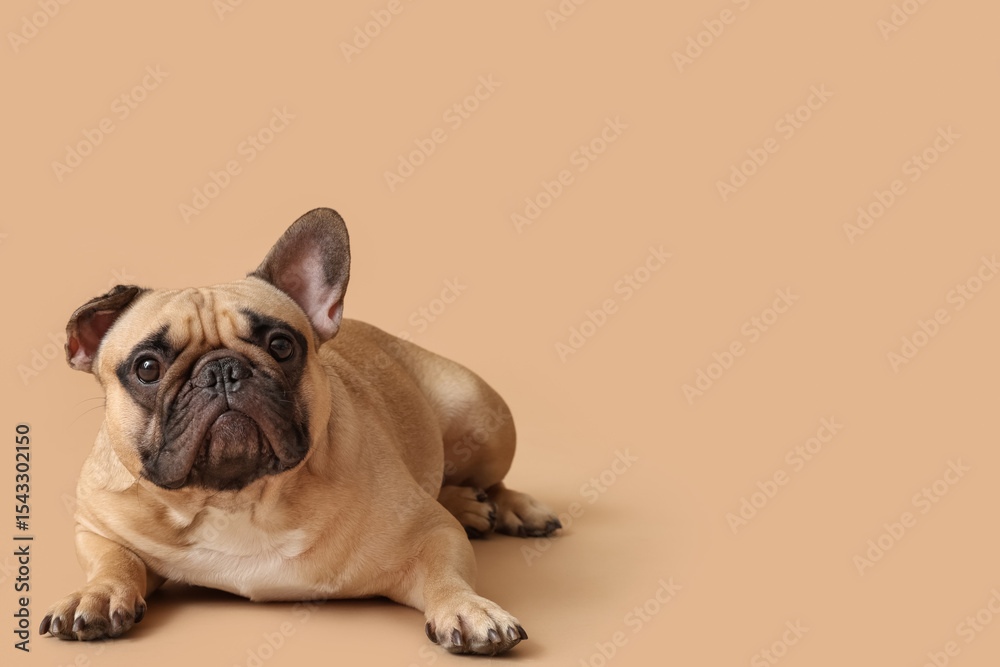 Fototapeta premium Cute French bulldog lying against brown background