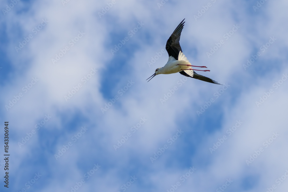 Obraz premium Black winged stilt flying in cloudy blue sky with long red legs