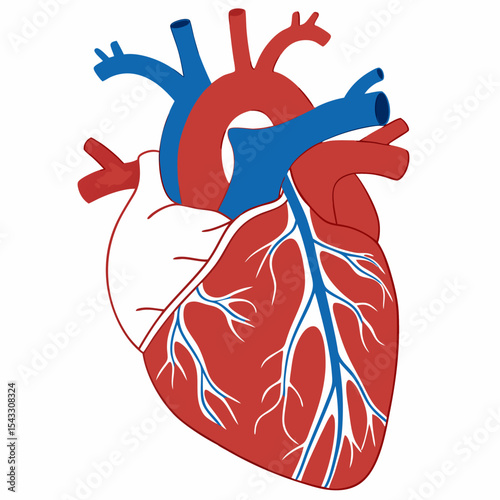 Detailed Illustration of a Human Heart with Blood Vessels and Chambers