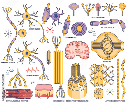 Peripheral nervous system worksheet shows neurons, nerve bundles, and myelin sheath in a clear outline style for educational use. Outline style collection