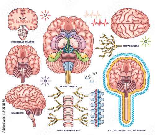 Central nervous system worksheet shows brain, spinal cord, and nerve bundle in detailed outline style. Outline style collection