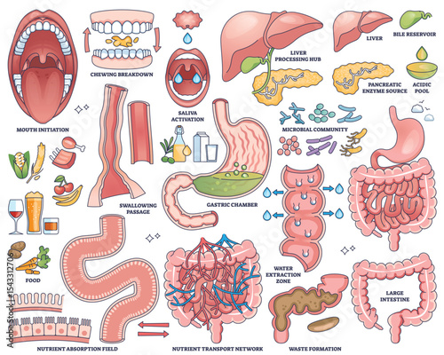 Digestive system worksheet shows mouth, stomach, and intestines in labeled outline style for educational use. Outline style collection