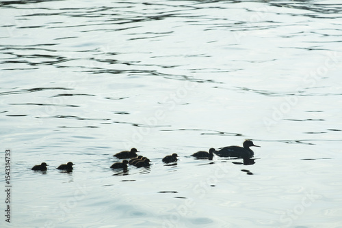 Merganser Duck with Ducklings on Water