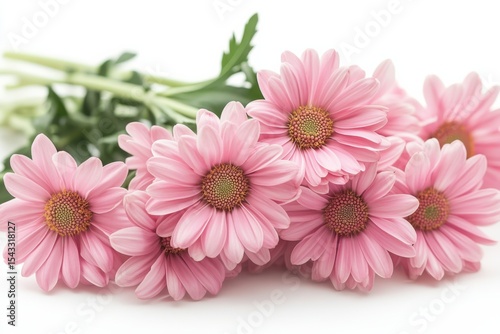 Gentle pink daisies convey peace and serenity with simple floral beauty and soft on white background. Generative Ai