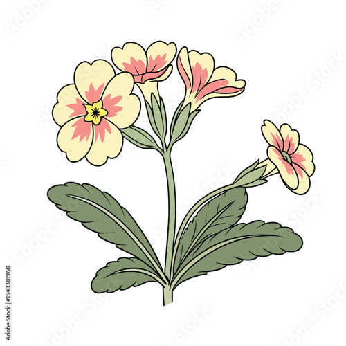  February Birth Flower, primrose. Colorful vector illustration. Spring floral design element for greeting cards.
