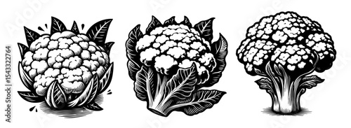 cauliflower vegetable set hand drawn food art