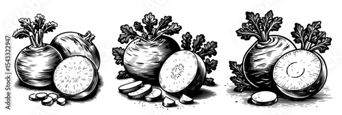 hand drawn kohlrabi vegetable set black and white