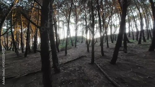 Nature, Coastal landscape, Ocean, Sea, Sand, Shore, Waves, Dunes, Cliff, Trees, Sunshine, Golden hour, Horizon, Tranquility, Scenic view, Wilderness, Seaside, Twilight, Breeze, Natural light, Outdoor 