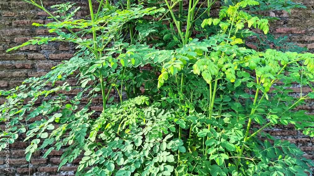 moringa oleifera tree leaves, fresh drumstick tree leaves background, growing moringa plant for herbal use