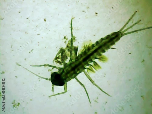 Aquatic inset larva on a microscope glass