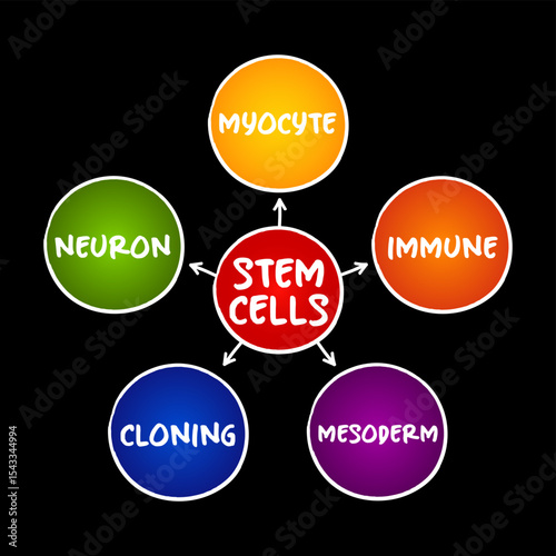 Stem cells - special human cells that are able to develop into many different cell types, medical mind map concept