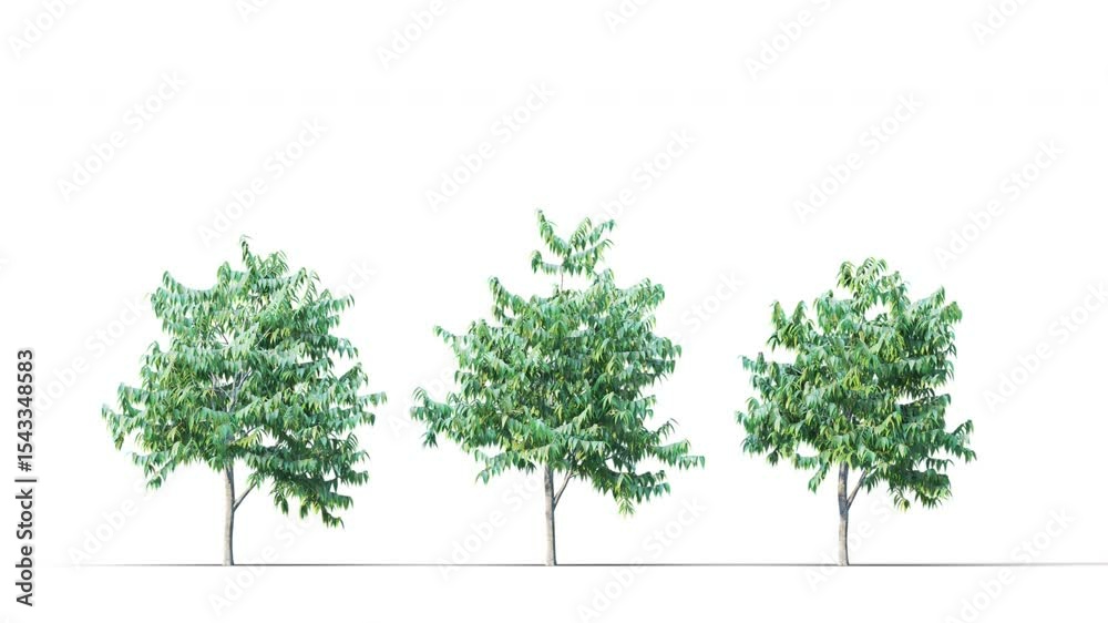 Summer trees swaying in the strong wind. Isolated 3D realistic tree swaying to the wind with alpha matte layer for transparency in the background.