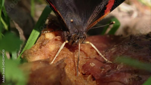 red admiral butterfly feeding on fallen fruit (close-up)