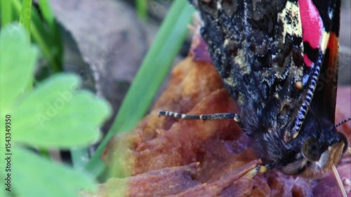 red admiral butterfly feeding on fallen fruit (close-up)