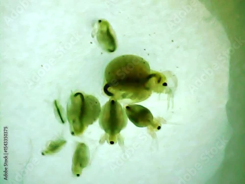 Daphnias on a microscope glass