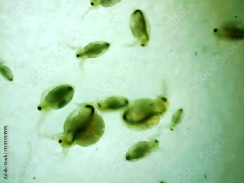 Daphnias on a microscope glass