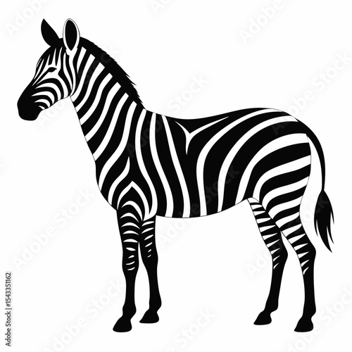 zebra isolated on white background