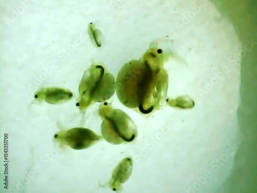 Daphnias on a microscope glass