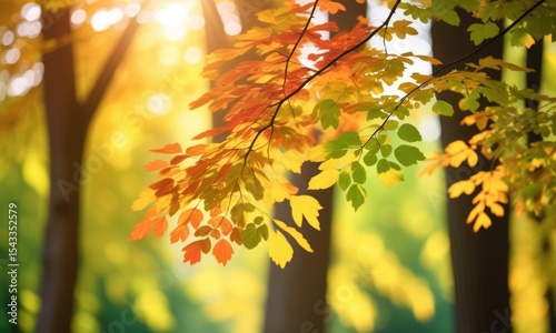 Vibrant autumn leaves in sunlit forest: capturing the beauty of seasonal change