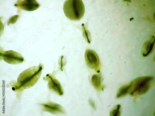 Daphnias on a microscope glass