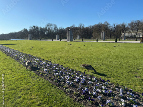 Barnacle geese are pecking for food in the garden area of Nymphenburg Palace in Munich, Germany.
