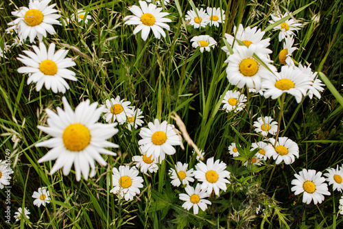 Fototapeta Naklejka Na Ścianę i Meble -  white daisies in a field