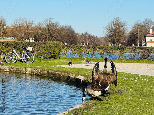 Barnacle geese are pecking for food in the garden area of Nymphenburg Palace in Munich, Germany.