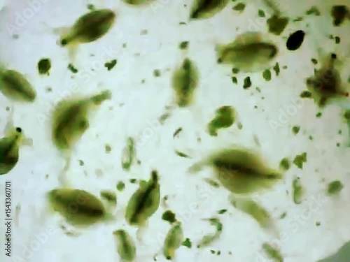 Daphnias on a microscope glass