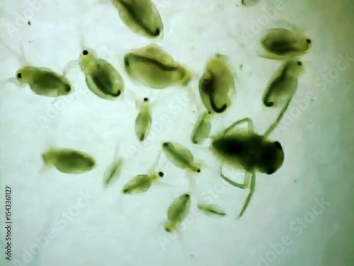 Daphnias on a microscope glass