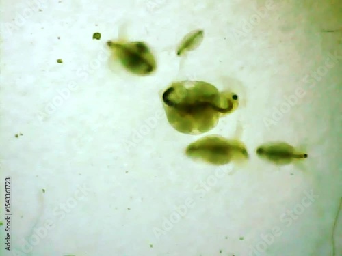 Daphnias on a microscope glass