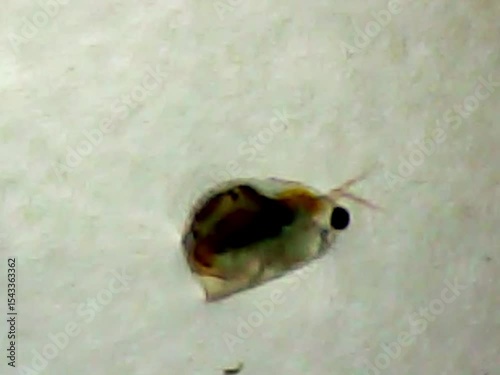 Daphnia on a microscope glass